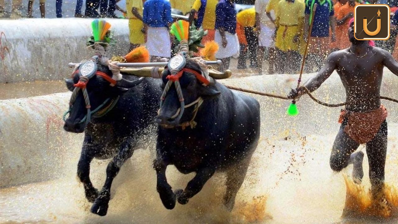Bengaluru Hosts Kambala Races | 28 nov 2023 Usthadian Academy / Bengaluru Hosts Kambala Races